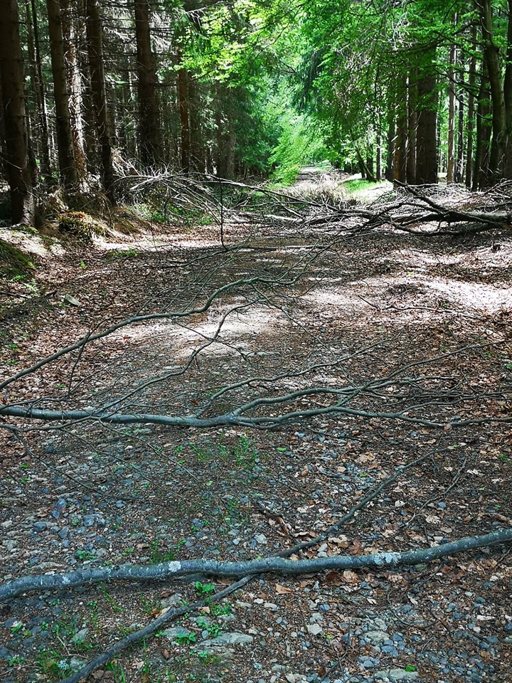 Trail-Gefühl beim FichelbergUltra