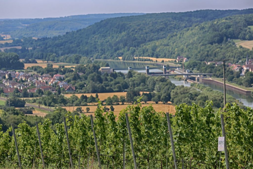 Maintal Ultratrail - die Wahrzeichen Main und Weinberge (c) mtut.de / A. Bleichner 