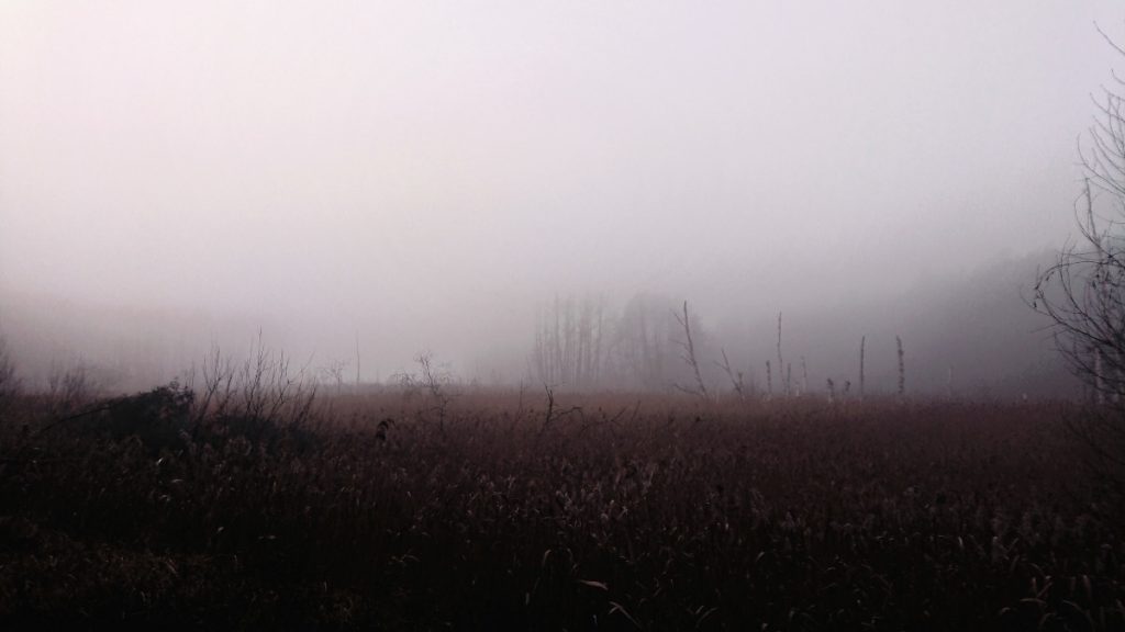 Herbstlauf in der Schorfheide - so karg, so schön