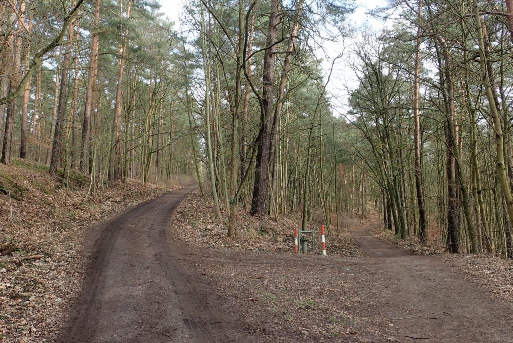 Der Grunewald hat durchaus Kurven und Hügel (c) Triathlongemeinschaft Sisu Berlin  