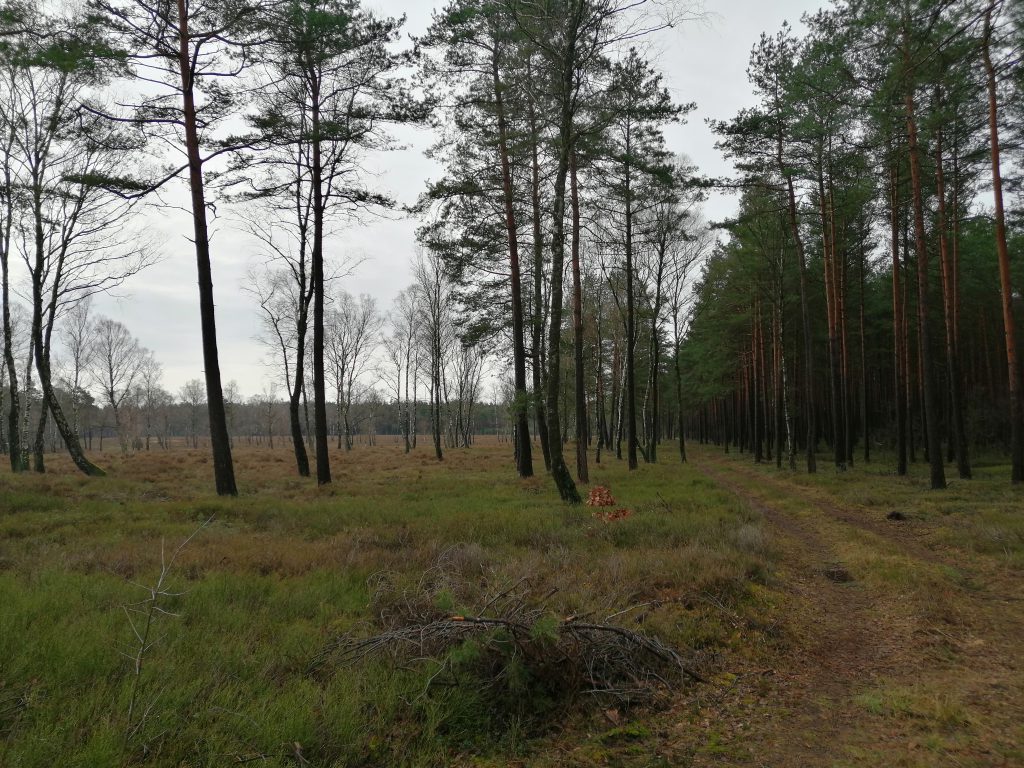 Lüneburger Heide - ein Lauf-Traum (c) R. Margerie