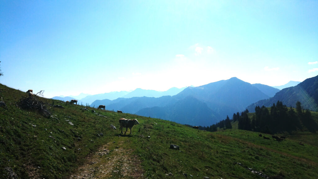 Kühe und Voralpen-Panorama