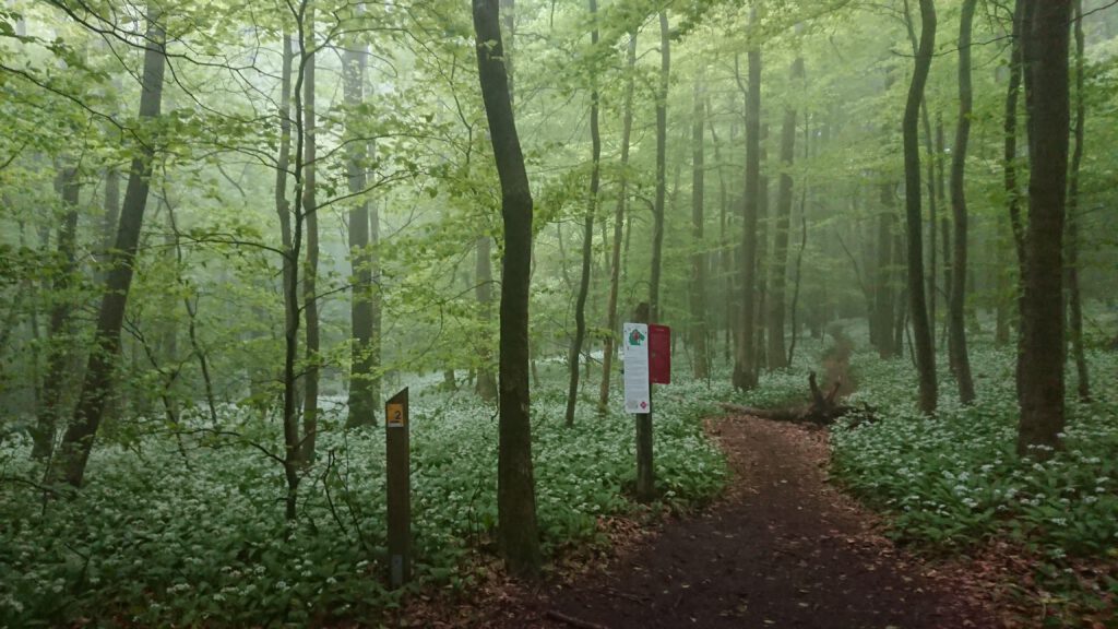 Die ersten 500 Meter sind noch einfach am Ith Kammweg