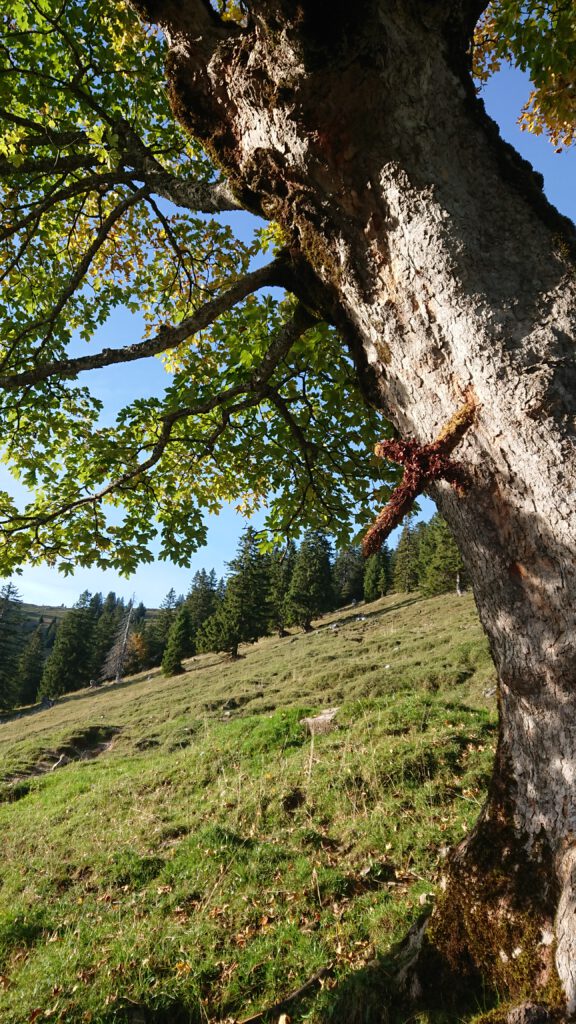 Kopfkino am Baumelbaum