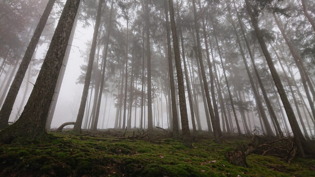 Im Wald war es schöner - wie immer.